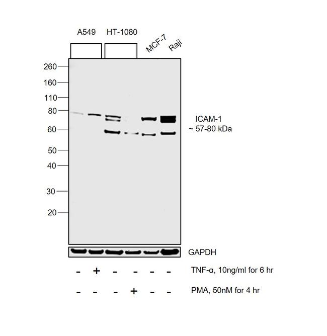 ICAM-1 Antibody in Western Blot (WB)