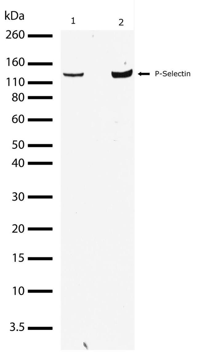 P-Selectin Antibody in Western Blot (WB)