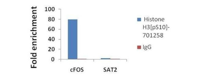 Phospho-Histone H3 (Ser10) Antibody