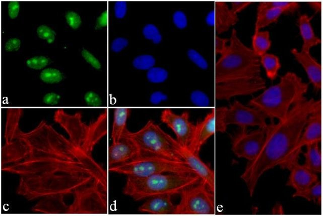 Phospho-Histone H3 (Ser10) Antibody in Immunocytochemistry (ICC/IF)