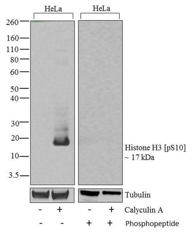 Phospho-Histone H3 (Ser10) Antibody in Western Blot (WB)