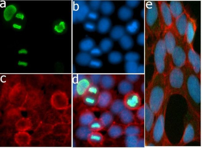 Phospho-Histone H3 (Ser10) Antibody in Immunocytochemistry (ICC/IF)