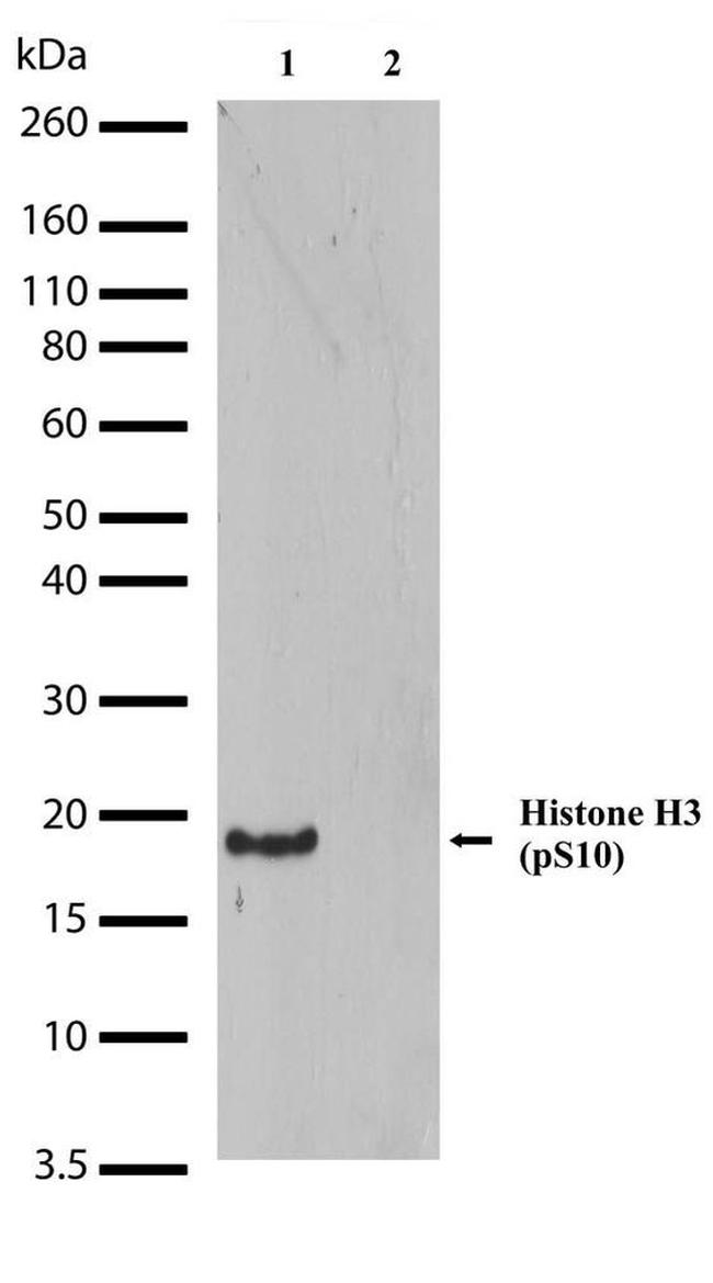 Phospho-Histone H3 (Ser10) Antibody in Western Blot (WB)