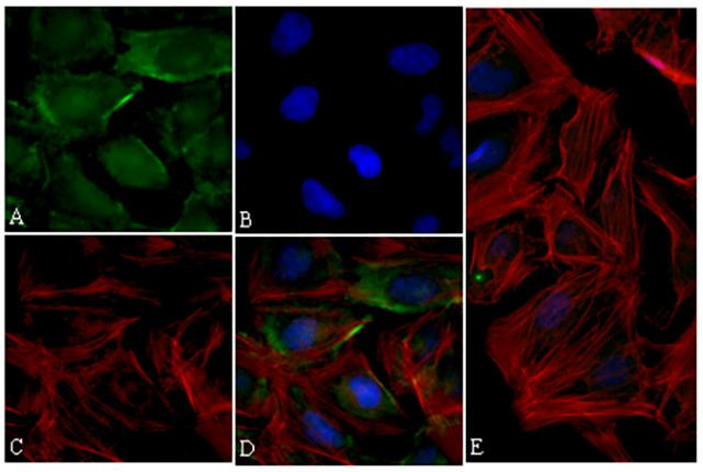 p70 S6 Kinase Antibody in Immunocytochemistry (ICC/IF)