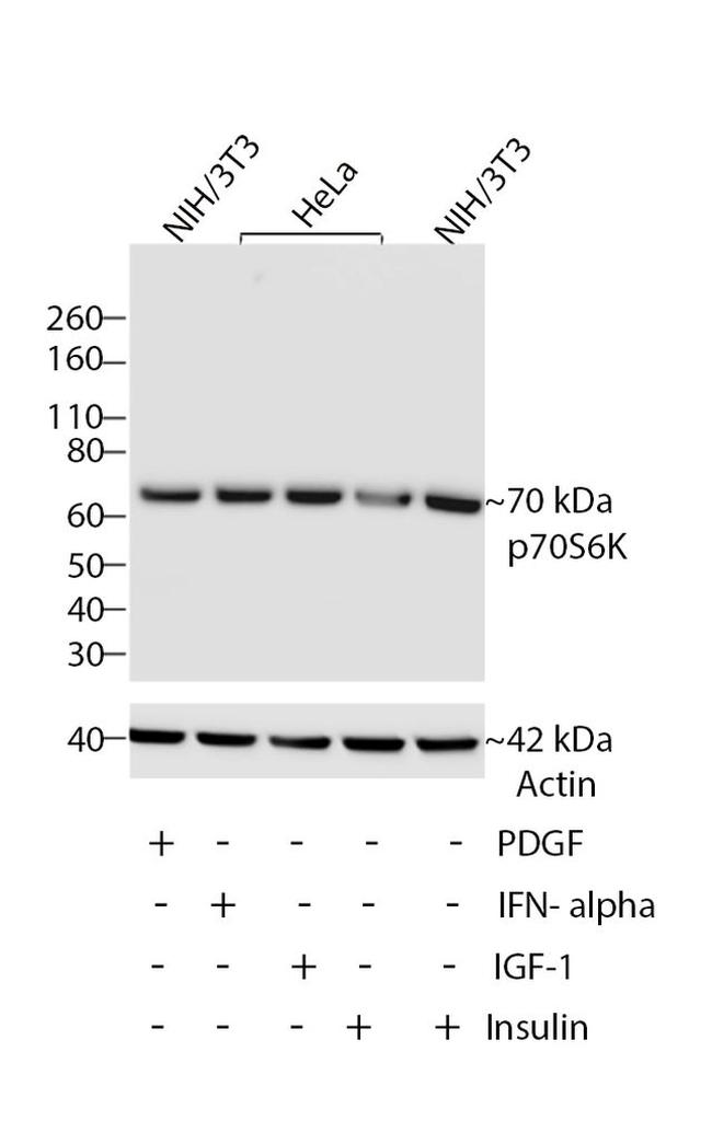 p70 S6 Kinase Antibody in Western Blot (WB)