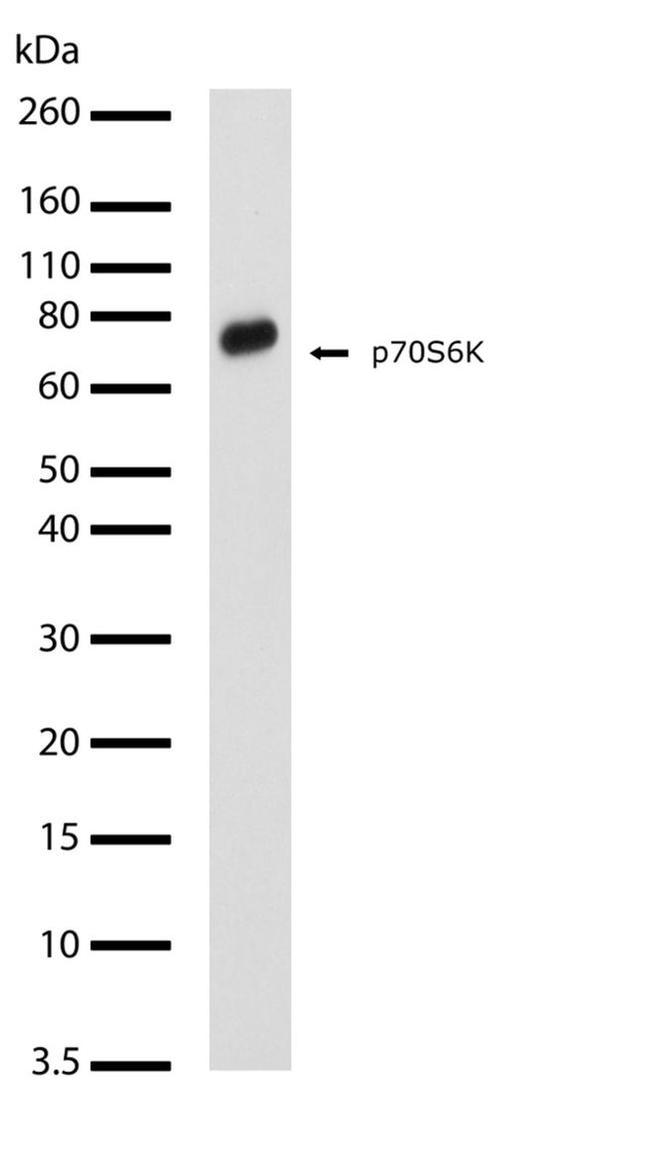 p70 S6 Kinase Antibody in Western Blot (WB)