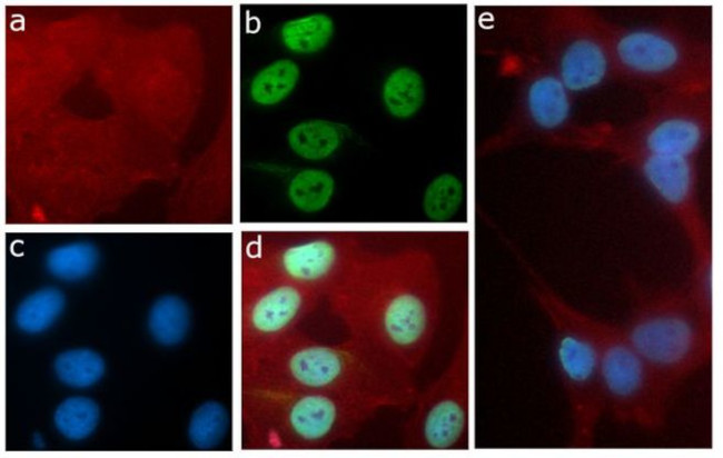 H3K9ac Antibody in Immunocytochemistry (ICC/IF)