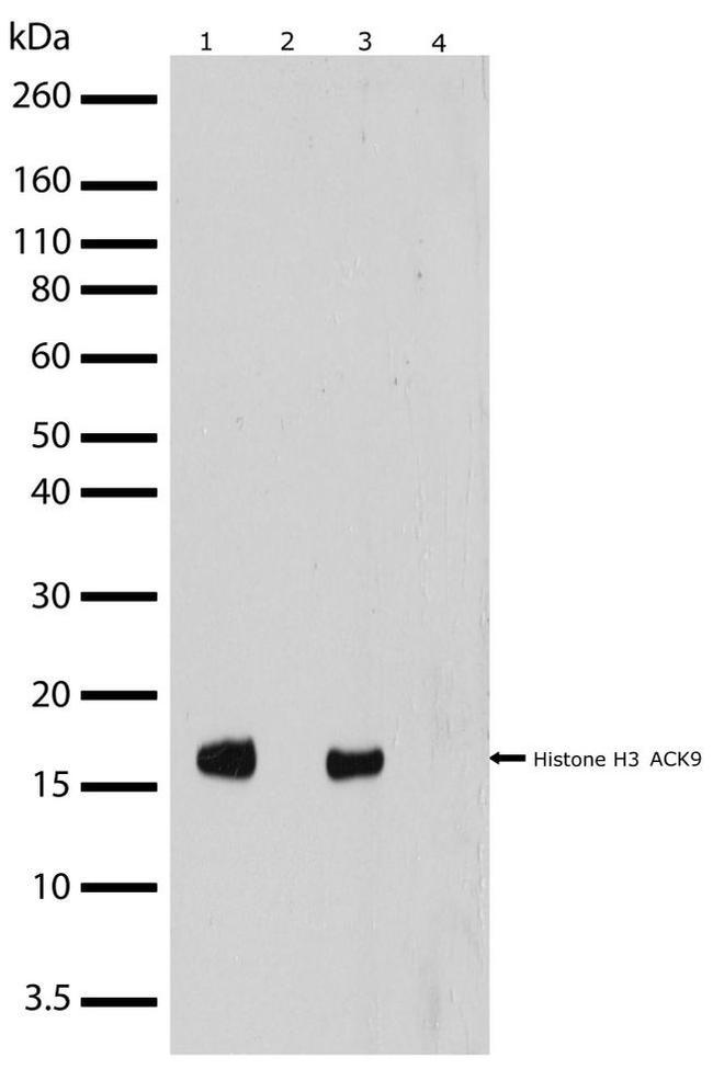 H3K9ac Antibody in Western Blot (WB)