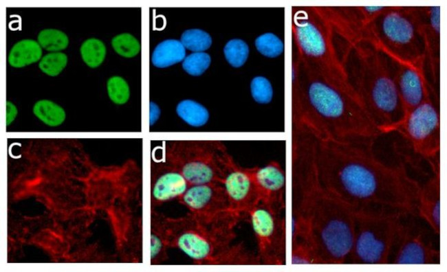 Phospho-Rb (Ser780) Antibody in Immunocytochemistry (ICC/IF)