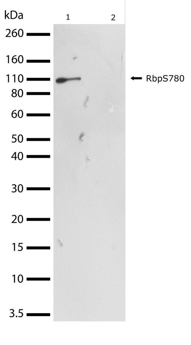 Phospho-Rb (Ser780) Antibody in Western Blot (WB)