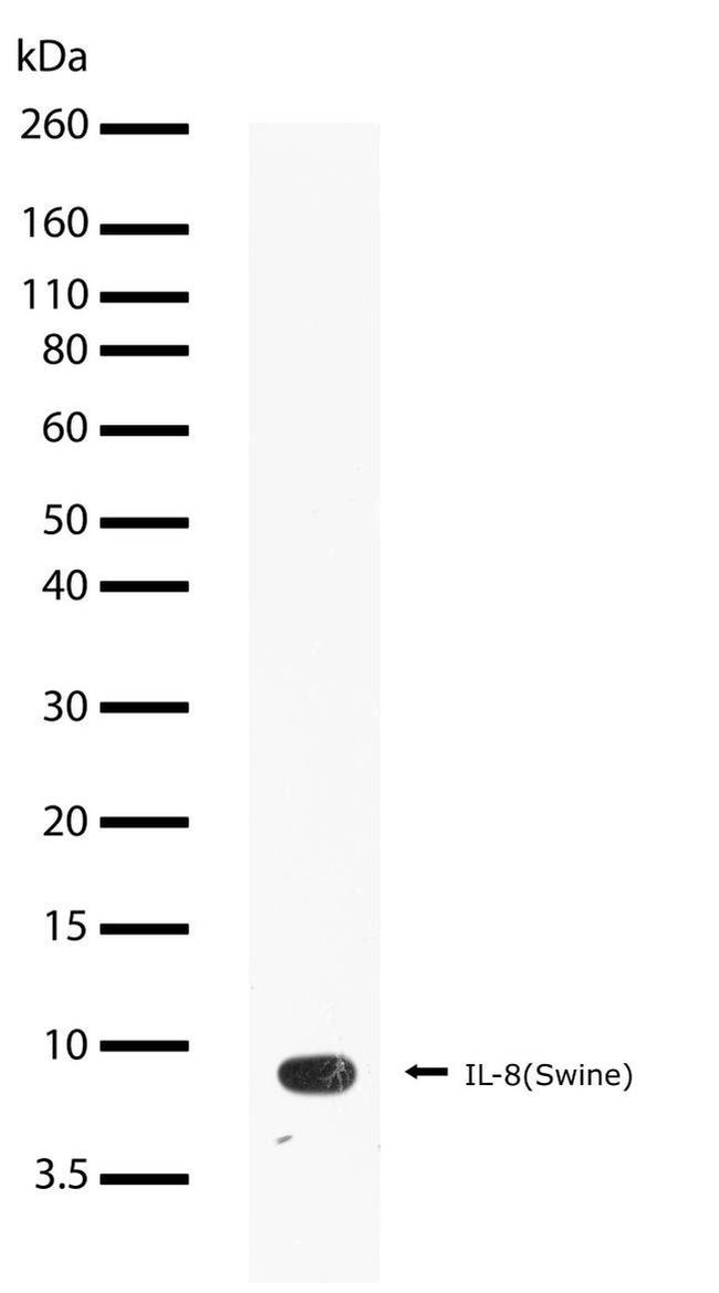 IL-8 (CXCL8) Antibody in Western Blot (WB)