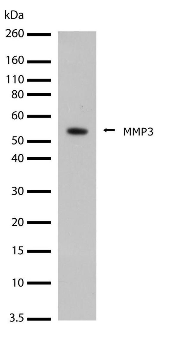 MMP3 Antibody in Western Blot (WB)