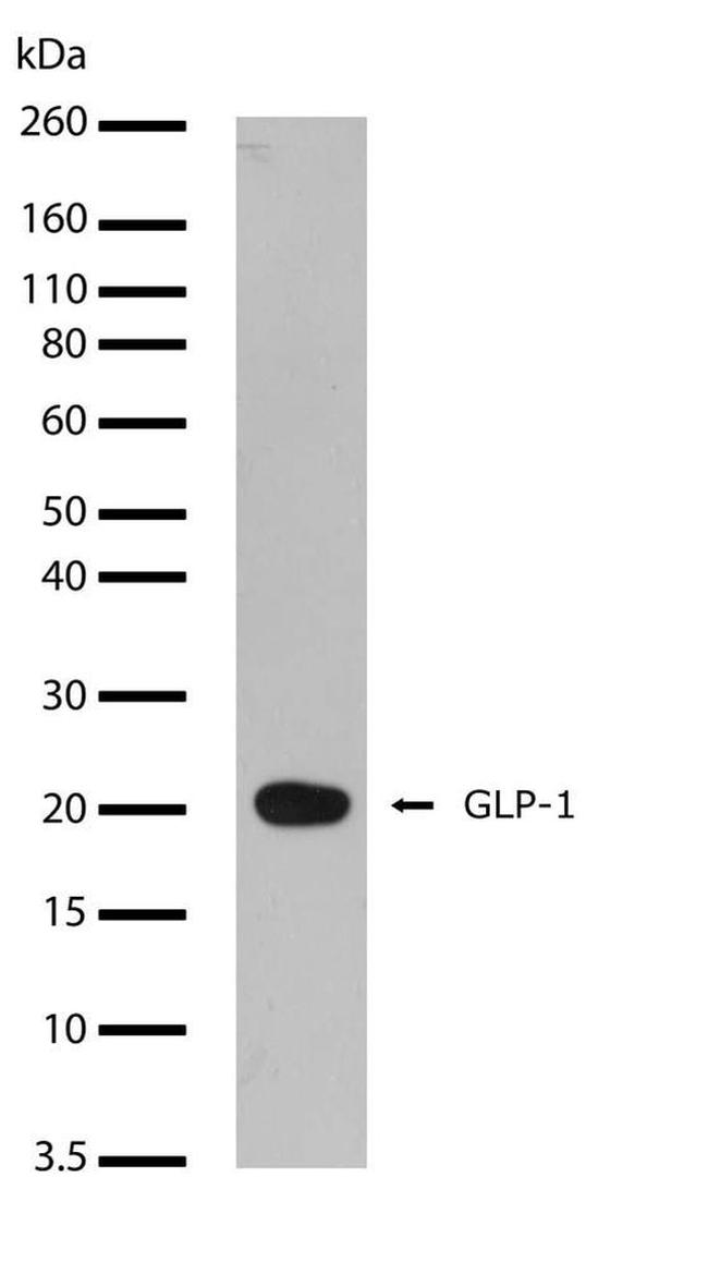 GLP-1 Antibody in Western Blot (WB)