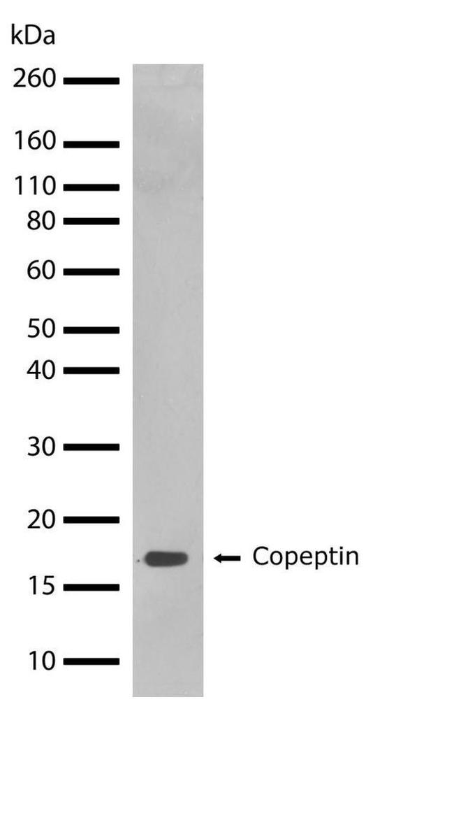 Copeptin Antibody in Western Blot (WB)
