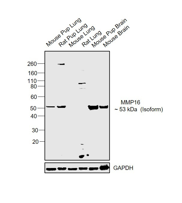 MMP16 Antibody