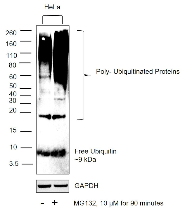 Ubiquitin Antibody in Western Blot (WB)