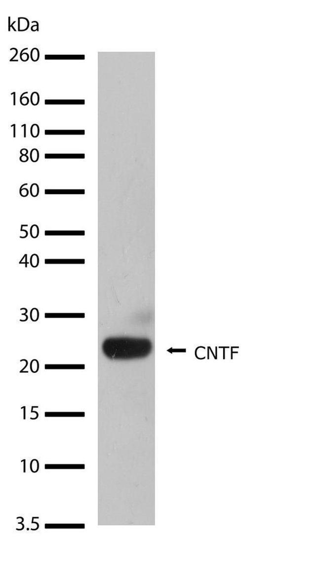 CNTF Antibody in Western Blot (WB)