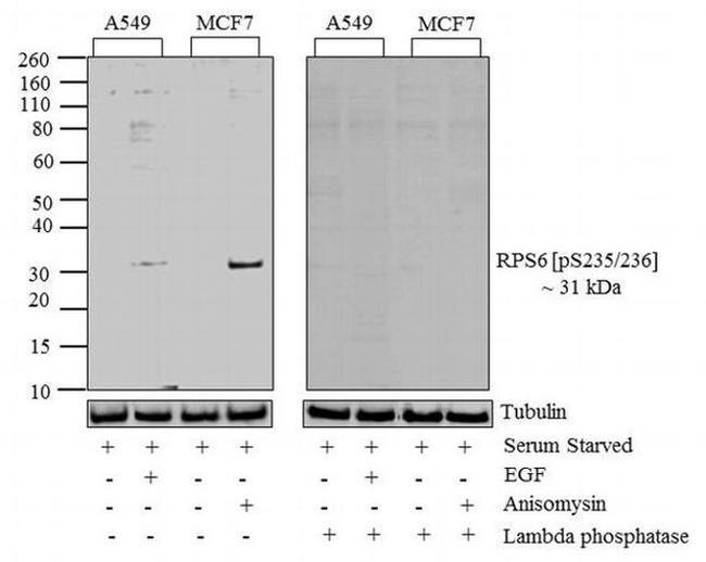 Phospho-S6 (Ser235, Ser236) Antibody