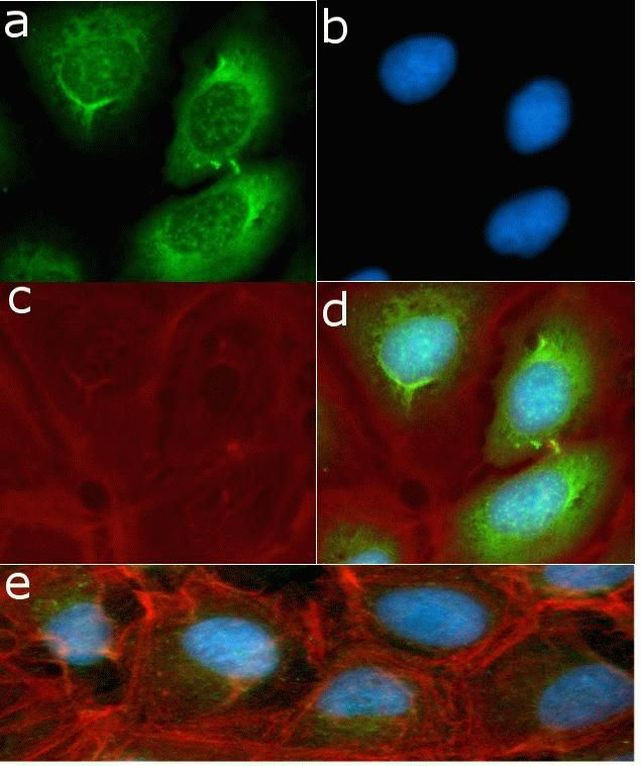 Phospho-S6 (Ser235, Ser236) Antibody in Immunocytochemistry (ICC/IF)