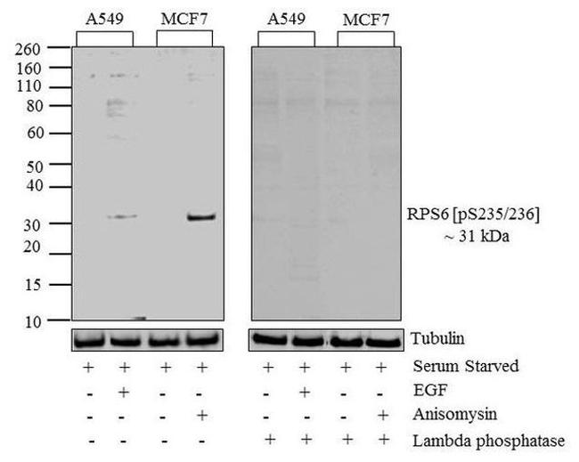 Phospho-S6 (Ser235, Ser236) Antibody in Western Blot (WB)