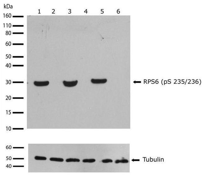 Phospho-S6 (Ser235, Ser236) Antibody in Western Blot (WB)