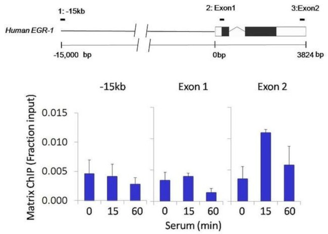 S6 Antibody