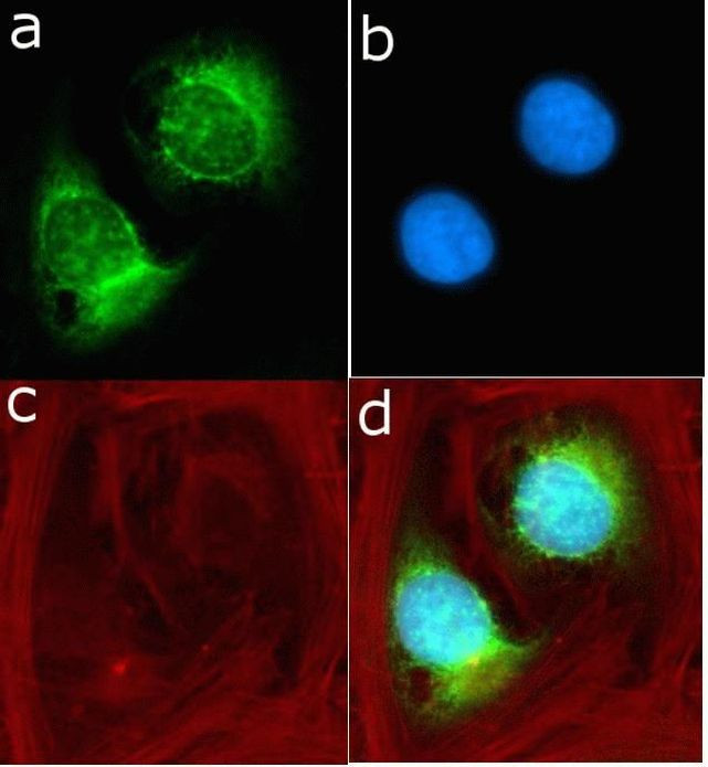 S6 Antibody in Immunocytochemistry (ICC/IF)