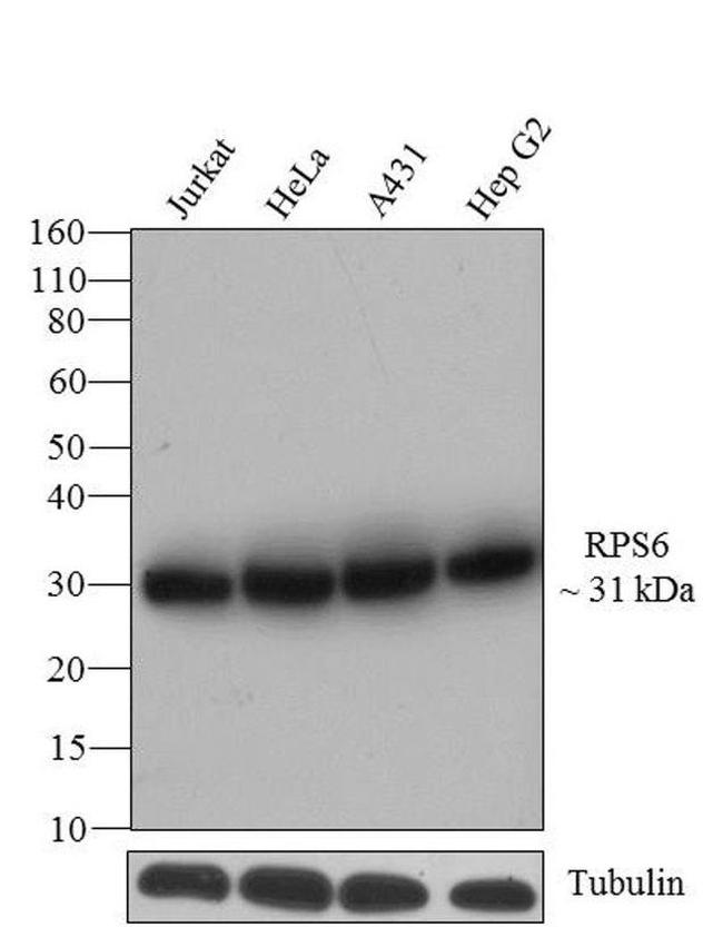 S6 Antibody in Western Blot (WB)