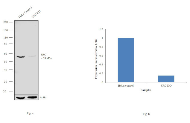 SRC Antibody