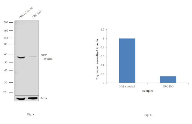 SRC Antibody in Western Blot (WB)