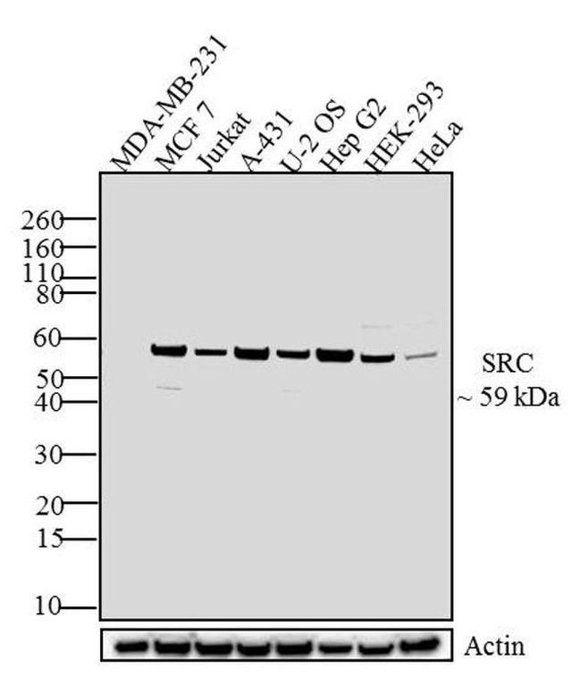 SRC Antibody in Western Blot (WB)