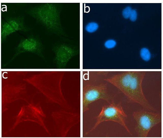 SRC Antibody in Immunocytochemistry (ICC/IF)