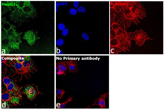 ErbB2 (HER-2) Antibody in Immunocytochemistry (ICC/IF)