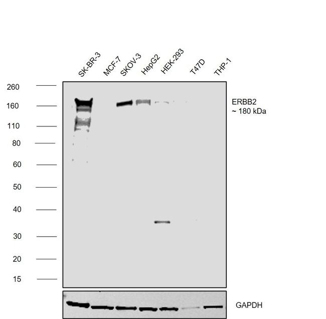 ErbB2 (HER-2) Antibody in Western Blot (WB)