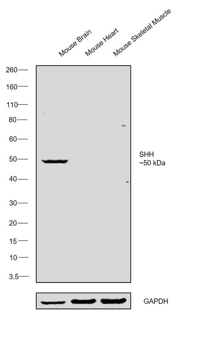 SHH Antibody in Western Blot (WB)