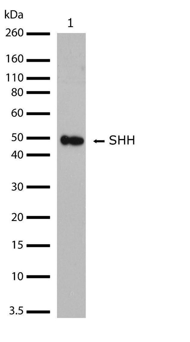 SHH Antibody in Western Blot (WB)