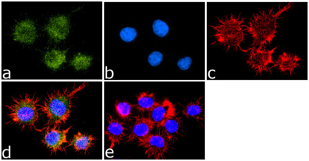 CD44 Antibody in Immunocytochemistry (ICC/IF)