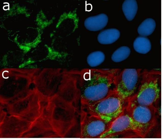 CD44 Antibody in Immunocytochemistry (ICC/IF)