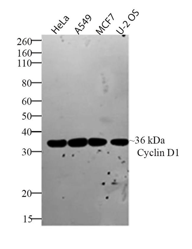 Cyclin D1 Antibody in Western Blot (WB)