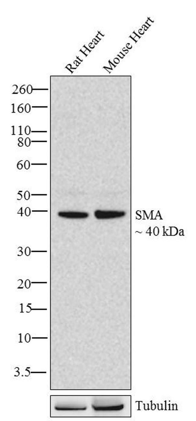 Alpha-Smooth Muscle Actin Antibody in Western Blot (WB)