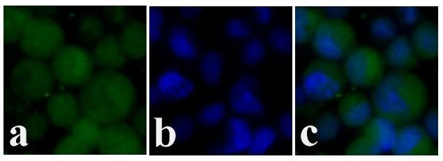 c-Kit Antibody in Immunocytochemistry (ICC/IF)