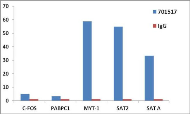 Histone H3 Antibody in ChIP Assay (ChIP)