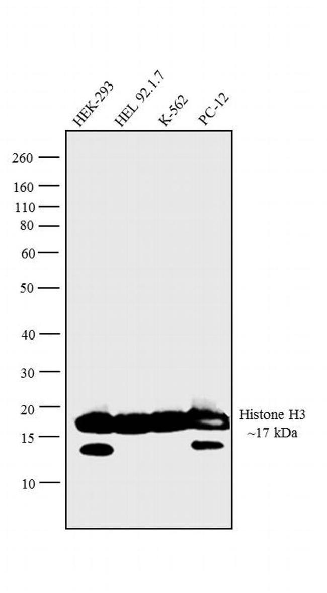 Histone H3 Antibody in Western Blot (WB)