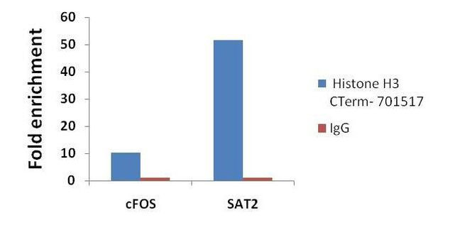 Histone H3 Antibody in ChIP Assay (ChIP)