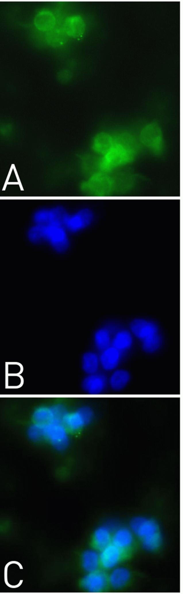 EGF Antibody in Immunocytochemistry (ICC/IF)