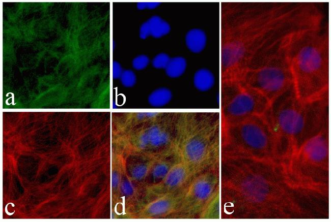 Cardiac Troponin T Antibody in Immunocytochemistry (ICC/IF)