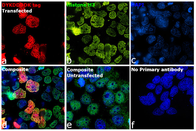 DYKDDDDK Tag Antibody in Immunocytochemistry (ICC/IF)