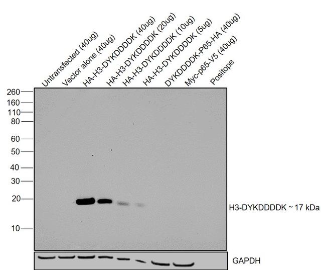 DYKDDDDK Tag Antibody in Western Blot (WB)