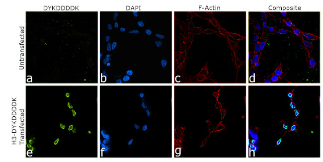 DYKDDDDK Tag Chimeric Antibody in Immunocytochemistry (ICC/IF)