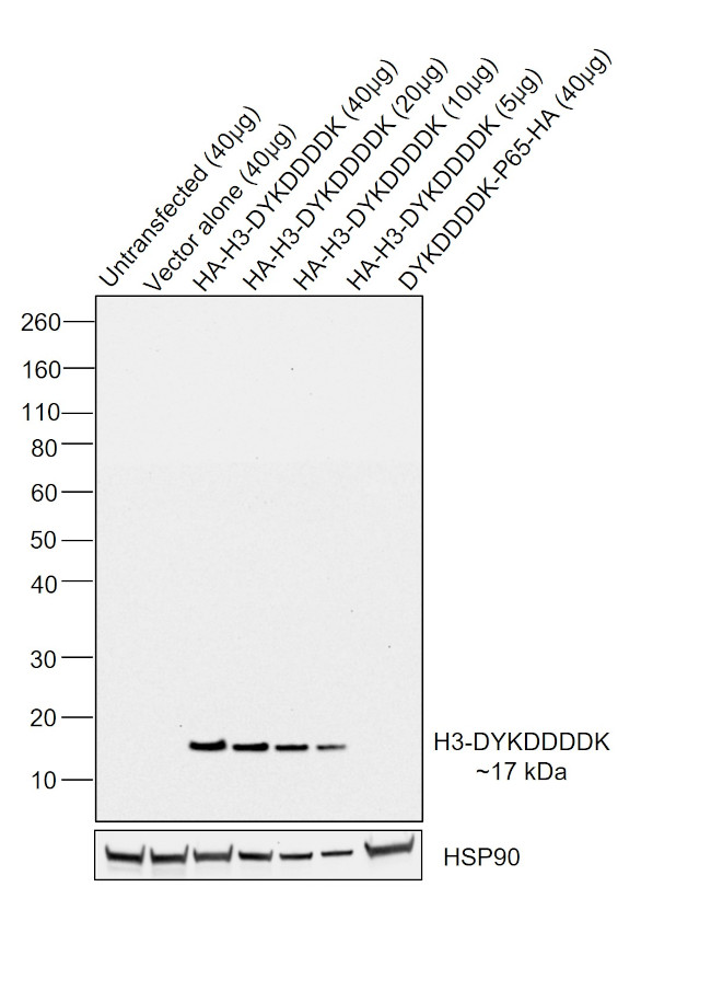 DYKDDDDK Tag Chimeric Antibody in Western Blot (WB)